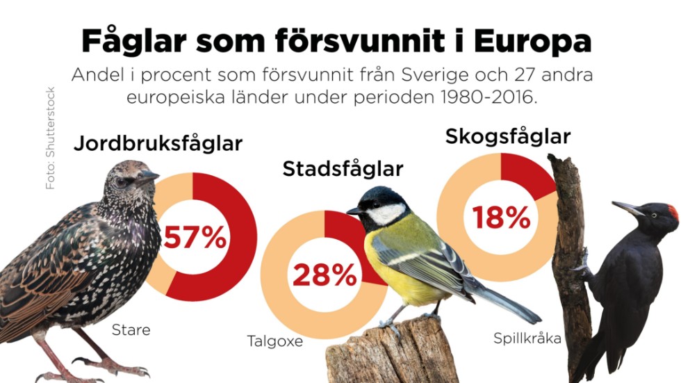 Fåglar som försvunnit i Europa 1980–2016.