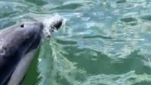 Ovanlig delfin överraskade seglare i Trosa skärgård