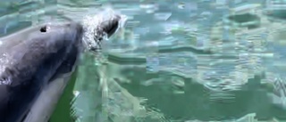 Ovanlig delfin överraskade seglare i Trosa skärgård – se film här
