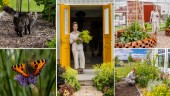 Hemvändaren Jennys passion: Hjälpa andra med sina trädgårdar