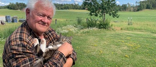 Naturvårdaren: Sörmland tjänar på att ha varg 