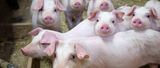 Straffskatt på antibiotikakött