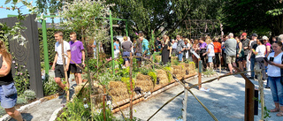 Här invigs nya trädgårdarna i Enköping – med festliga temat
