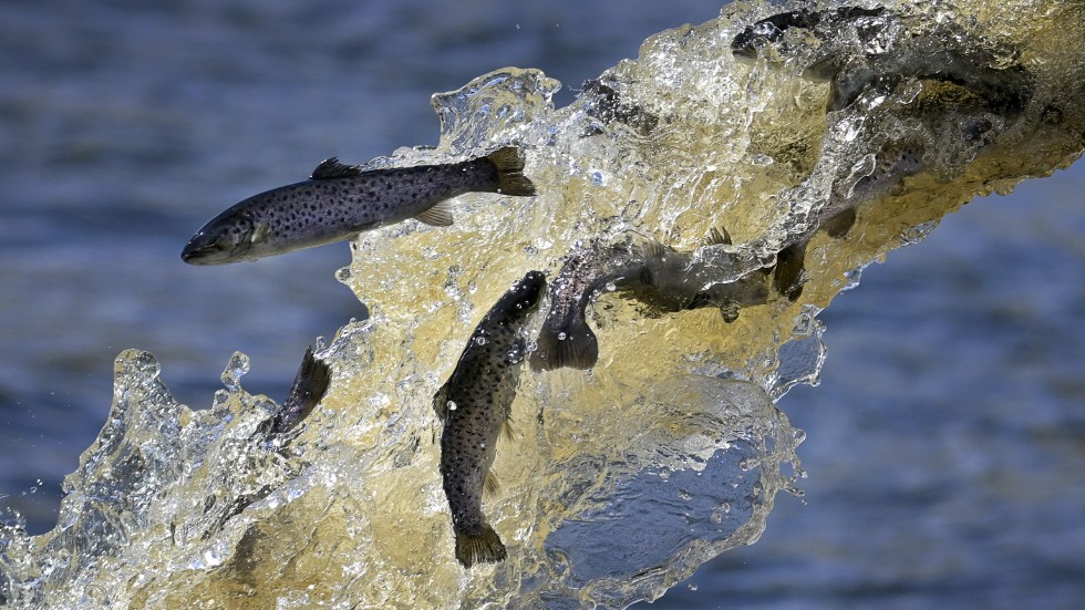 Fiskar är bland de djur som står i fara när torkan slår till. Arkivbild.