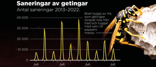 Mycket färre getingbon – väcker oro