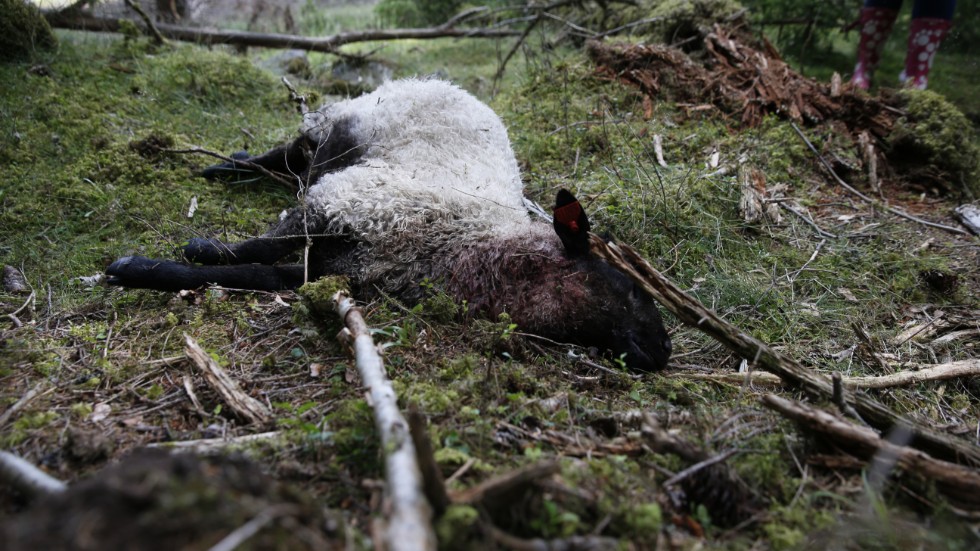 Många fårbönder vittnar om att de lägger ner sin verksamhet efter att varg tagit flera av deras djur. Betesmarker växer igen och lantbrukare känner oro när de inte längre kan garantera djurens säkerhet, skriver Daniel Bäckström (C) och Martina Johansson (C).