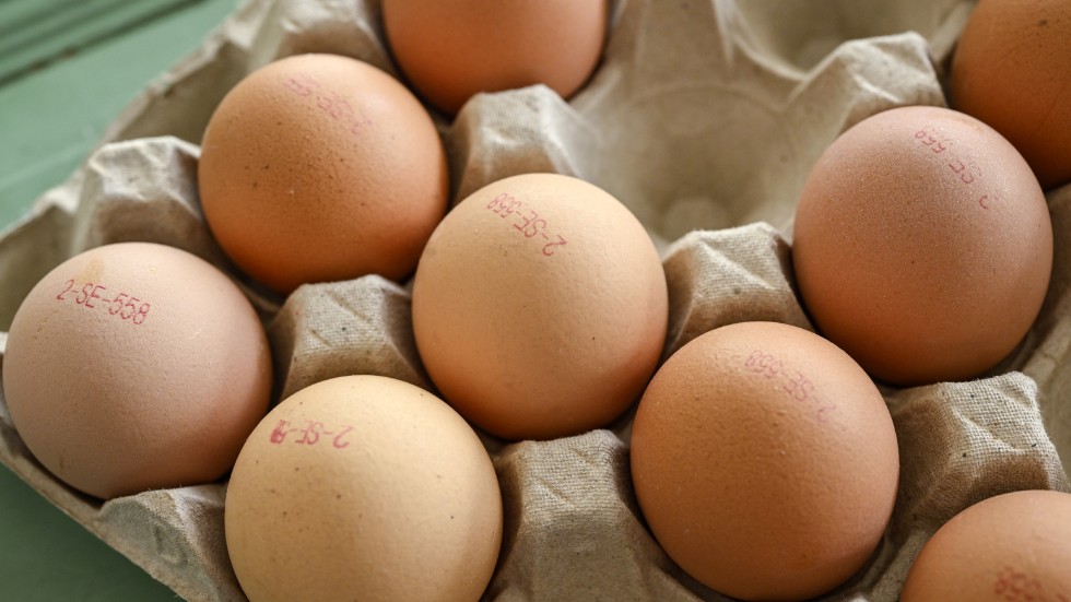 Salmonellasmitta är en av orsakerna till vårens äggbrist i butikerna. Arkivbild.
