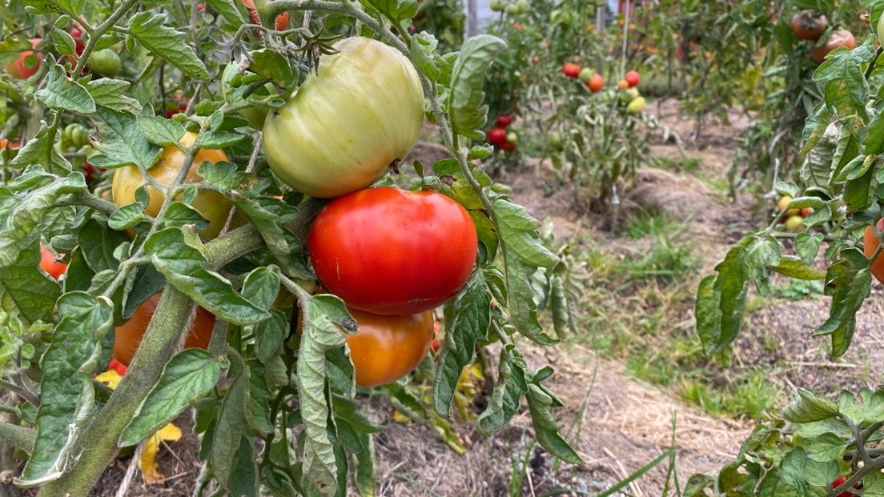 I valet mellan en konventionellt odlad tomat från Östergötland och en ekologiskt odlad tomat från Marocko bör vi helt enkelt upphandla den lokalproducerade, skriver regionråden Marie Morell (M), Per Larsson (KD) och Andreas Westöö (L).
