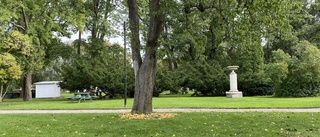 Uppsalas riktlinjer för träd är greenwashing