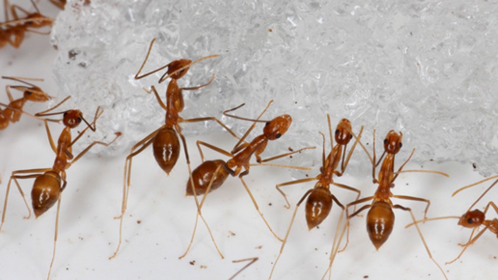 Vissa arter av myror, som den gula galenmyran (Anoplolepis gracilipes) på bilden, har med människans hjälp spridit sig över stora delar av världen. Den ses som en invasiv art i många länder.