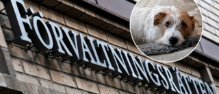 Ägare får inte tillbaka sina hundar trots överklagande – fyra hundar omhändertogs i Vingåker