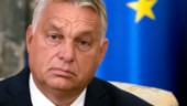 EU ska inte visa Ungern någon nåd