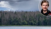 Se spöklika skogen ifrån "Maja-båten" – naturvårdaren om reservatet Stora Härnön: "Alla granar har dött"