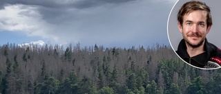 Se spöklika skogen ifrån "Maja-båten" – naturvårdaren om reservatet Stora Härnön: "Alla granar har dött"