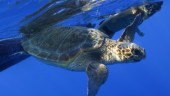 Havssköldpaddan på Smögen första sedan 1890