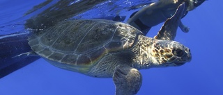 Unik havssköldpadda kan ha frusit ihjäl