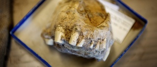 Fossiler vittrar sönder på museerna