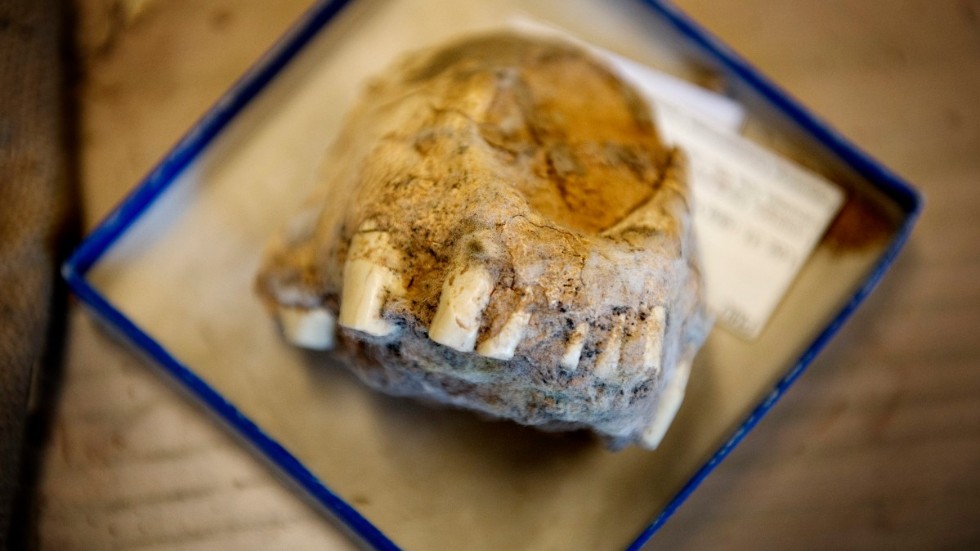 Fossiler vittrar bort på landets museer. Bilden är tagen på Evolutionsmuseet i Uppsala, där bortglömda lådor med fossila delar av dinosaurier och däggdjur från 1920-talets Kina öppnades 2011. Arkivbild.