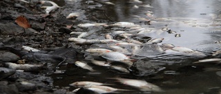 Kanalen full av död fisk – här är anledningen: "Jag tycker att vi agerar ansvarsfullt"