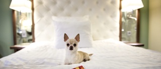Fick inte ta med hunden – kräver hotellet på pengar