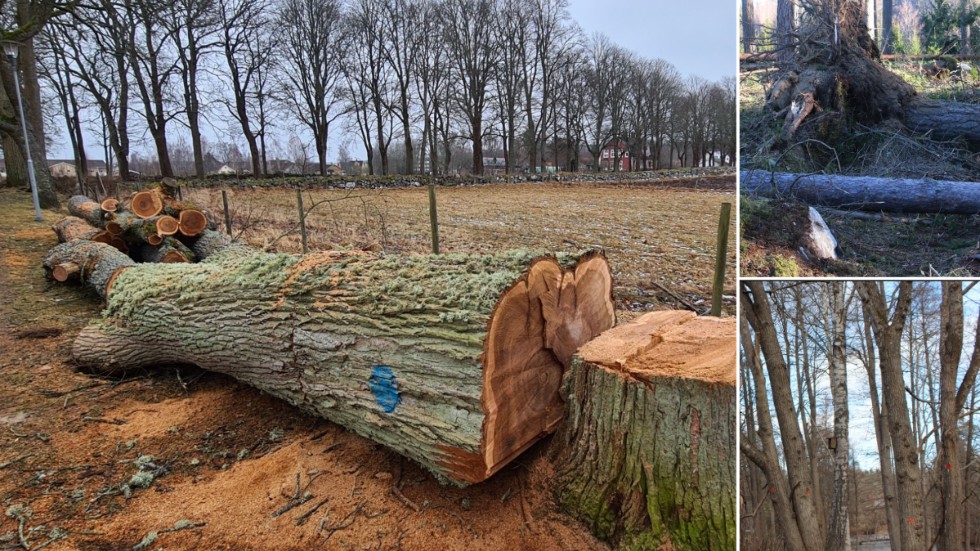 I grannkommuner som Eksjö och Västervik måste almar sågas ner på grund av almsjukan. I Hultsfreds kommun fälldes en hel del träd i de senaste stormarna, vilket ökar risken för granbarkborreangrepp.