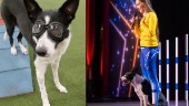 Närsynta hunden Ulla fick glasögon – nu gör hon tv-succé i "Talang"