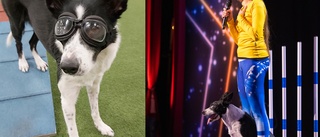 Närsynta hunden Ulla fick glasögon – nu gör hon tv-succé i "Talang"