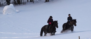 Orädda hästar en livförsäkring i skogen