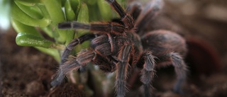Colombia beslagtar hundratals spindeldjur