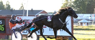 Skelleftehäst med ny finalbiljett – tävlar i sin andra raka storloppsfinal i V75 på Solvalla