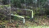 Fällda träd i Oxelösund väcker frågor