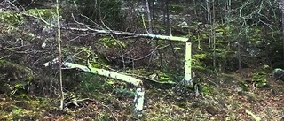 Fällda träd i Oxelösund väcker frågor