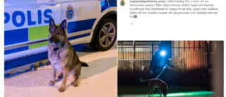 Joppli och hundföraren Per Eriksson från Skellefteå räddade liv: ”Joppli blev kvällens hjälte” 