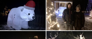 Paret köpte en stor, lysande isbjörn – för att skapa julstämning: "I år har vi 15 000 lampor"