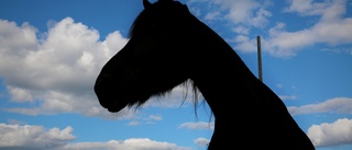 Kvinna tog häst från gård – nu kopplas Kronofogden in