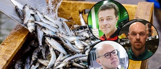 Brist på den populära fisken inför premiären  ■ Nu begränsar handlarna antalet burkar kunderna får köpa