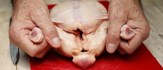 Smittskyddsläkare avråder från att äta färsk kyckling