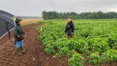 Ovanliga grödorna odlas på deras gård i Östergötland – del i större odlingsexperiment