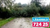 Stormen drog in över Sörmland – fällde mängder av träd