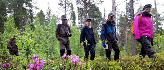 Vandring bland orkidéer i Laisdalen