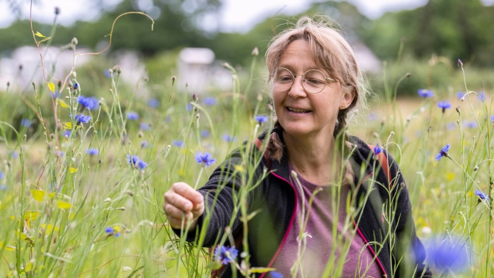 Lotta Fabricius Kristiansen, forskningsassistent hos SLU Råd Nu, bland blåklinten i nyttodjurparken på Kiviks Musteri.