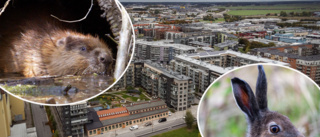 Hare och bäver frodas i Uppsala – därför finns så många harar i stan • Stadsjägarens teori