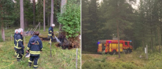 Markbrand i Burvik – träd började brinna • Räddningstjänsten ryckte ut