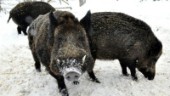 Flera vildsvin rör sig i Finspångs tätort: "Vi vet inte om det rör sig om två eller fler grisar"