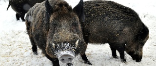 Flera vildsvin rör sig i Finspångs tätort: "Vi vet inte om det rör sig om två eller fler grisar"