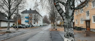 Trädfällning väntar i centrala Piteå