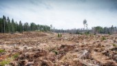 Alldeles för lite skog är skyddad i Sörmland