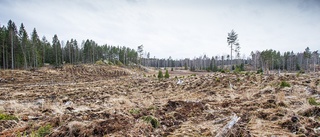 Alldeles för lite skog är skyddad i Sörmland