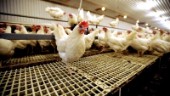 Nytt utbrott av fågelinfluensan på gård – har 24 000 höns
