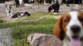 Hunddagisets personal hotade – efter Zimbas död
